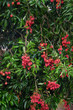 Île de la Réunion - Fruits