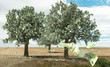 Money growing on trees