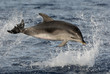 Jumping dolphin