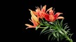 Blooming red lily flower buds ALPHA matte (Lilium Red Twin), tim