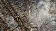 faded leaves on water