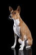 Basenji-dog on the black background