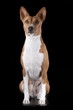 Basenji-dog on the black background