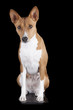 Basenji-dog on the black background