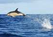 Jumping dolphin