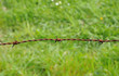 horizontal picture of barbed wire in meadow