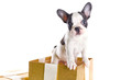 Photo: Adorable French bulldog puppy in present box isolated over white Adorable French bulldog puppy in present box isolated over white