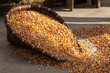 Foto: Corn being dried on the ground Corn being dried on the ground