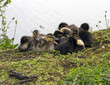 Chicks