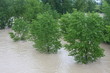 green trees of Elm and Hazel immersed in mud overflown river wat