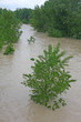 green trees of Elm and Hazel immersed in mud overflown river wat