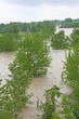 green trees of Elm and Hazel immersed in mud overflown river wat