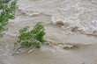 green trees of Elm and Hazel immersed in mud overflown river wat