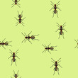 Trails Of Ants