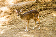 Deer in chiangmai zoo  chiangmai Thailand
