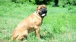 junior puppy bullmastiff sitting outside in the park. dog 10 mon