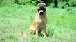 junior puppy bullmastiff sitting outside in the park. dog 10 mon