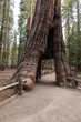 Mariposa Grove and the Giant Sequoia trees