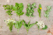 Photo: Variety of fresh herbs Variety of fresh herbs