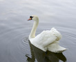 White swan