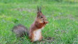 Squirrel eats sunflower seeds on the ground. Then he runs away