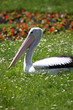 Pelikan