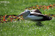 Pelikan im Grünen