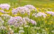 Giersch (Aegopodium podagraria)