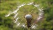 Video: Fantasy with dandelion Fantasy with dandelion