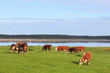 Photo: Cows at a meadow Cows at a meadow