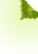 Page Curl