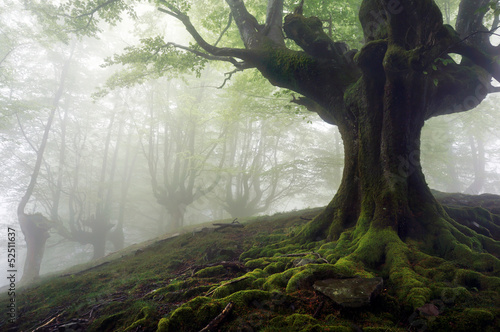 Photo: foggy forest with mysterious trees with twisted roots foggy forest with mysterious trees with twisted roots
