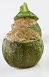 Zucchine ripiene di carne