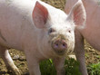 Freilandschwein