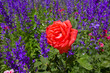 summer garden