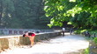 woman does body exercises  in park
