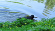 Black dog with  stick in water