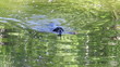 Black dog with  stick in water