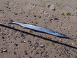 long garfish