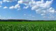 Grass on a meadow and clouds. Time lapse