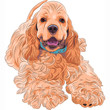 Vector: Vector cute sporting dog breed American Cocker Spaniel Vector cute sporting dog breed American Cocker Spaniel