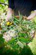 Foto: Herbal tea making Herbal tea making