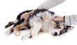 puppy border collie