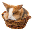 little baby rabbit in a basket isolated