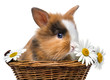 little rabbit in a basket with daisy flowers