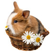 little spring rabbit in a basket with daisy flowers