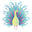 Peacock