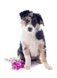 Photo: puppy border collie puppy border collie