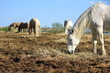 Foto: White horses eating, Camargue, France White horses eating, Camargue, France