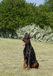 Purebred  dog doberman